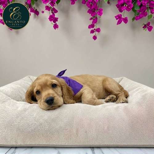 Cachorro Cocker Spaniel Ingles Beige Tradicional / English Cocker Spaniel Buff disponible - Imagen 8