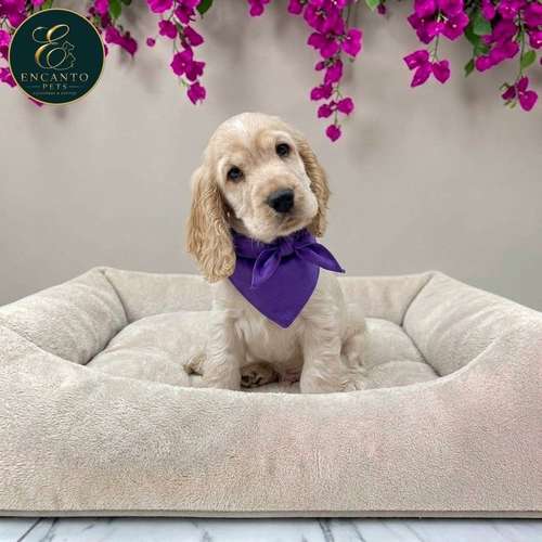 Cachorro Cocker Spaniel Ingles Beige Tradicional / English Cocker Spaniel Buff disponible