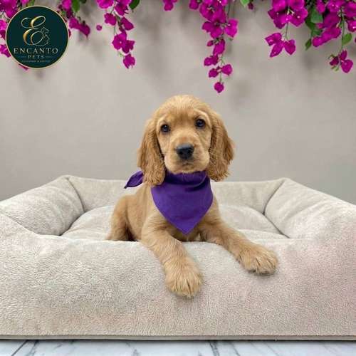 Cachorro Cocker Spaniel Ingles Beige Tradicional / English Cocker Spaniel Buff disponible - Imagen 7