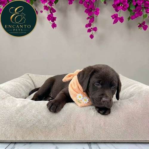 Cachorro LABRADOR RETRIEVIER CHOCOLATE LINEA AMERICANA disponible