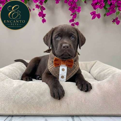 Cachorro LABRADOR RETRIEVIER CHOCOLATE LINEA AMERICANA disponible