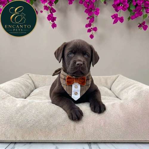 Cachorro LABRADOR RETRIEVIER CHOCOLATE LINEA AMERICANA disponible