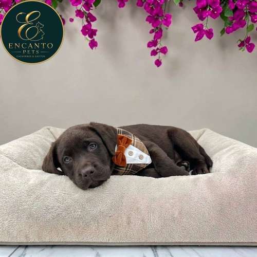 Cachorro LABRADOR RETRIEVIER CHOCOLATE LINEA AMERICANA disponible