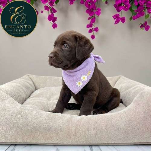 Cachorro LABRADOR RETRIEVIER CHOCOLATE LINEA AMERICANA disponible