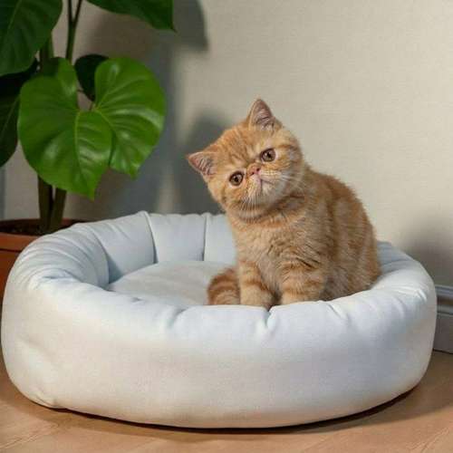 Gatito EXOTICO DE PELO CORTO disponible - Imagen 2