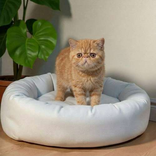 Gatito EXOTICO DE PELO CORTO disponible - Imagen 8