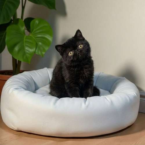 Gatito EXOTICO DE PELO CORTO disponible - Imagen 10