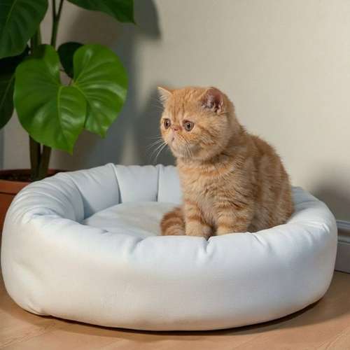 Gatito EXOTICO DE PELO CORTO disponible - Imagen 9