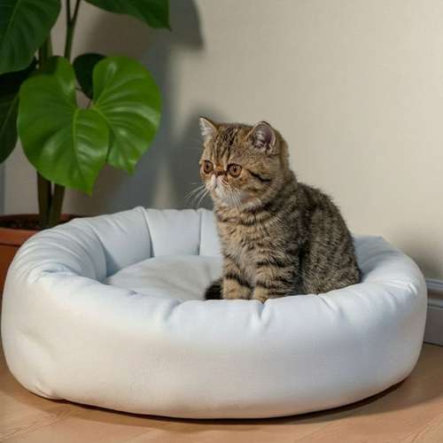 Gatito EXOTICO DE PELO CORTO disponible - Imagen 6