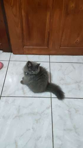 Gato Persa punto Azul Macho 