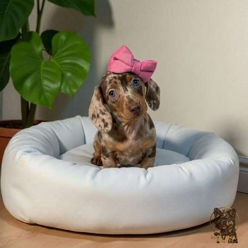 Cachorro Salchicha Miniatura Arlequín Chocolate / Miniature Dachshund Dapple Chocolate disponible
