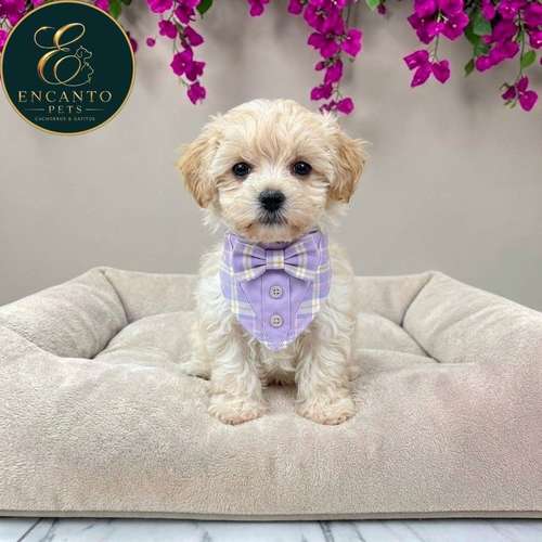 Cachorro MALTIPOO disponible - Imagen 10