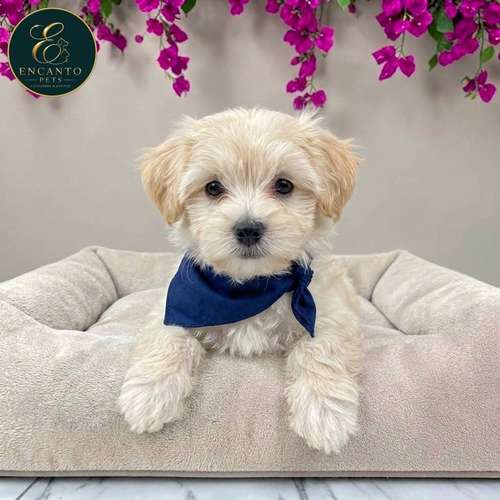 Cachorro MALTIPOO disponible - Imagen 2
