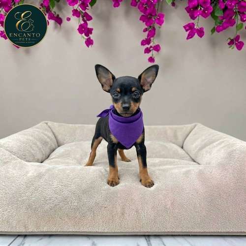 Cachorro DOBERMAN MINIATURA disponible - Imagen 8