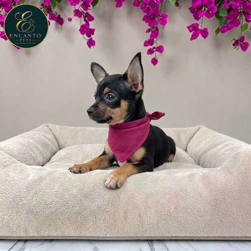 Cachorro DOBERMAN MINIATURA disponible