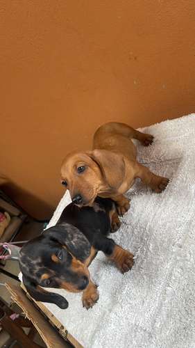 Se venden salchichas macho y hembra 