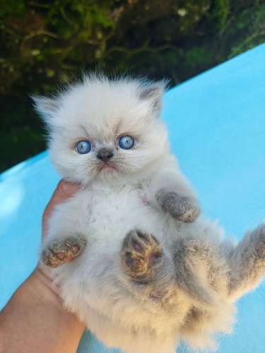 Hermosos Gatos Persa Himalaya 