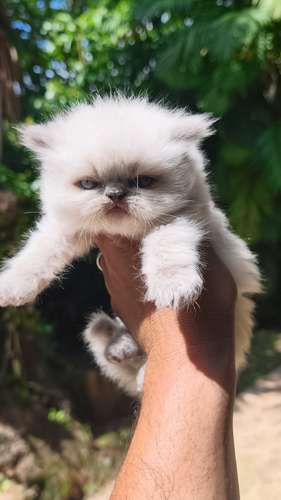 Hermosos Gatos Persa Himalaya 
