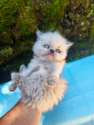 Hermosos Gatos Persa Himalaya 