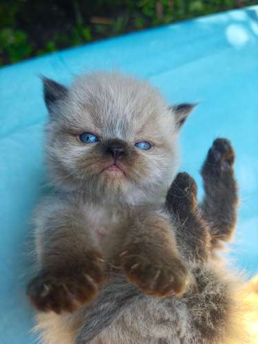Hermosos Gatos Persa Himalaya 
