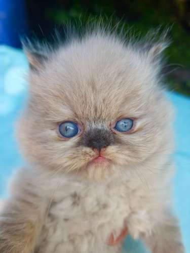 Hermosos Gatos Persa Himalaya 