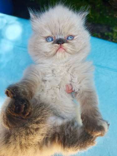 Hermosos Gatos Persa Himalaya 