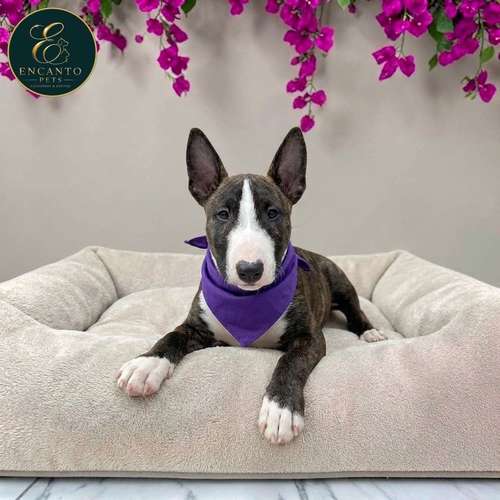 Cachorro Bull Terrier / Bull Terrier disponible - Imagen 9