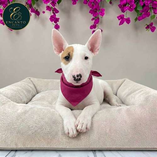 Cachorro Bull Terrier / Bull Terrier disponible - Imagen 4