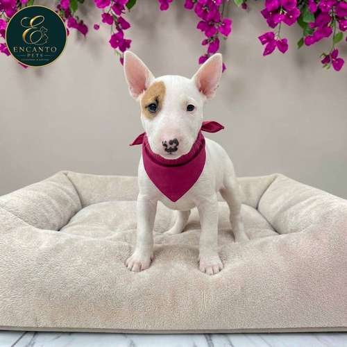 Cachorro Bull Terrier / Bull Terrier disponible - Imagen 5
