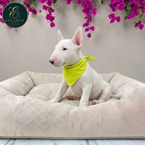 Cachorro Bull Terrier / Bull Terrier disponible - Imagen 3