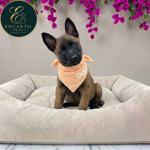 Cachorro PASTOR BELGA MALINOIS disponible - Imagen 8
