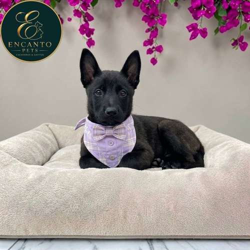 Cachorro PASTOR BELGA MALINOIS disponible