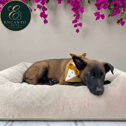 Cachorro PASTOR BELGA MALINOIS disponible - Imagen 4