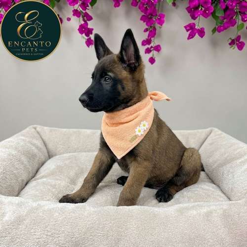 Cachorro PASTOR BELGA MALINOIS disponible - Imagen 9
