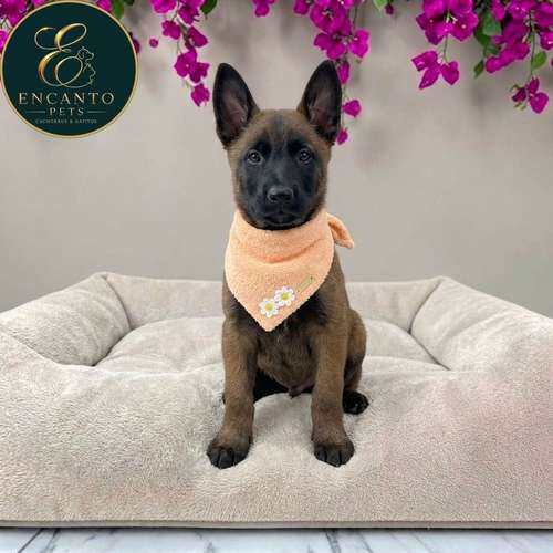 Cachorro PASTOR BELGA MALINOIS disponible - Imagen 10