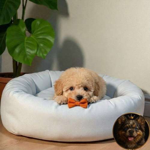 Cachorro French Poodle Mini Tradicional / Miniature Poodle disponible