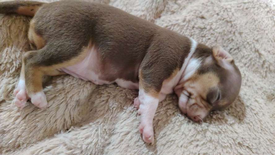 Chihuahuas 
