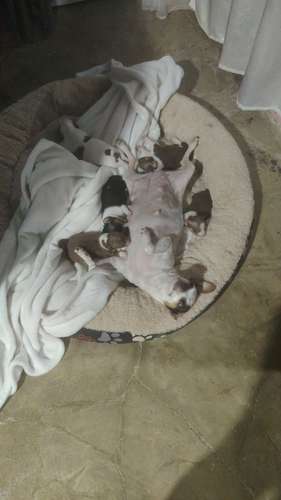 Chihuahuas 