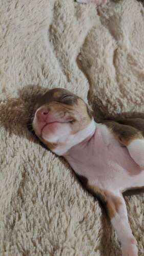 Chihuahuas 