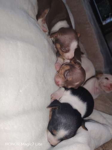 Chihuahuas 