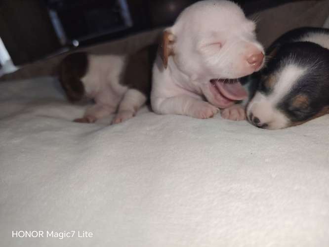 Chihuahuas 