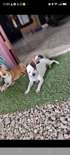 Chihuahuas 