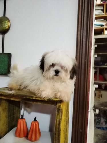 Shitzu macho 125000  - Imagen 2