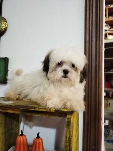 Shitzu macho 125000  - Imagen 4