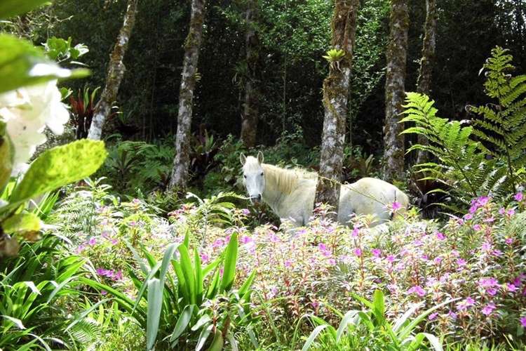 Finca con casa ideal para ECO TURISMO, San Isidro del Guarco, Cartago $1750 - Imagen 4