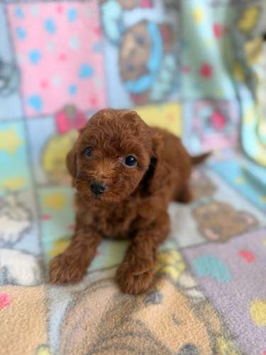 Poodle hembra roja  - Imagen 5