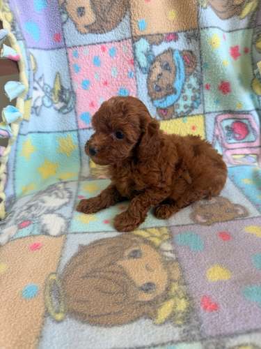 Poodle hembra roja  - Imagen 2