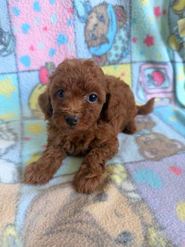 Poodle hembra roja  - Imagen 6