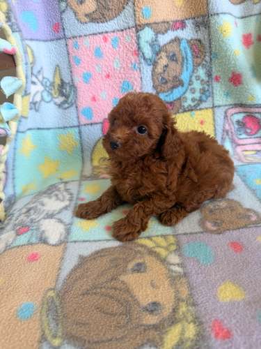 Poodle hembra roja  - Imagen 3