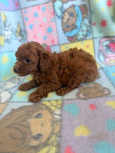 Poodle hembra roja  - Imagen 4